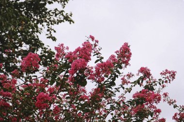 Güzel botanik fotoğrafı, doğal duvar kağıdı.