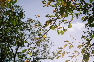 yeşil yapraklar, bitki örtüsü ve doğa