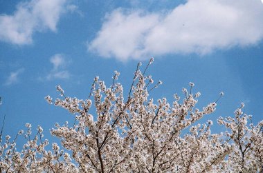 Güzel botanik fotoğrafı, doğal duvar kağıdı.