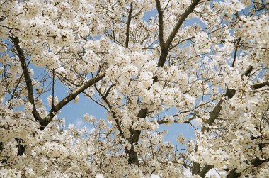 Bahçedeki güzel çiçekler