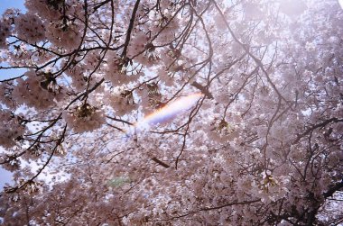 Bahçede güzel bahar çiçekleri
