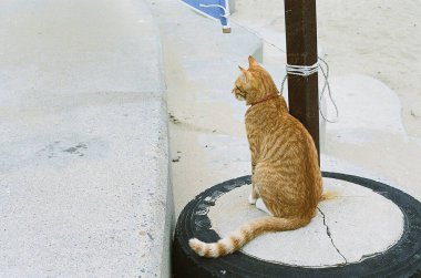 Şehir parkında yerde oturan bir kedi.