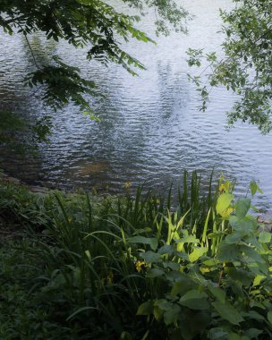 Nehir ve ormanlı güzel bir manzara.