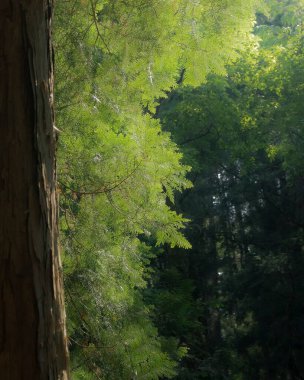 Ormanın güzel manzarası