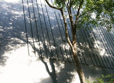 Ormanın güzel manzarası