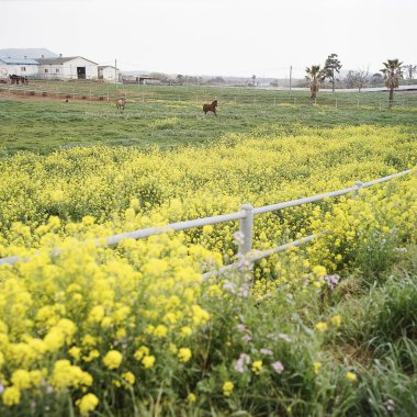 güzel doğanın resimsel manzarası