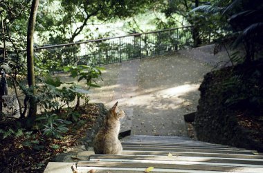 Kedi bahçede bankta oturuyor.