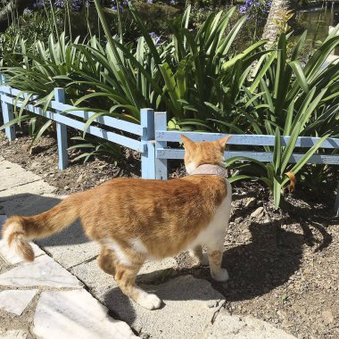 İsrail 'de bir kedi sokakta yürüyor.