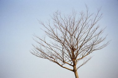 Ormandaki ağaç dalları