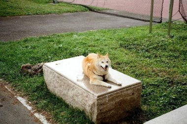 Şehirde köpek var.