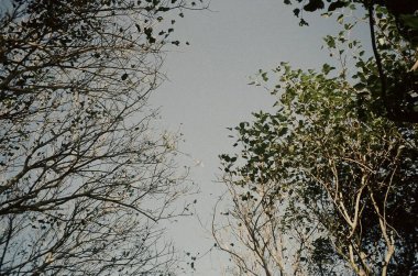 Ormanın güzel manzarası