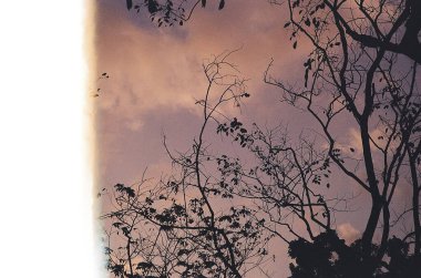 Ormandaki ağaç dalları