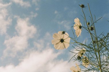 Bahçedeki güzel çiçekler