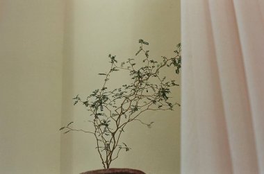 Güzel botanik fotoğrafı, doğal duvar kağıdı.