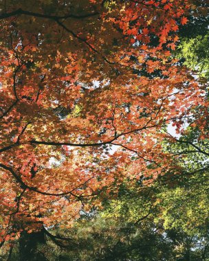 Sonbahar sezonu, sonbahar arka planı, sonbahar sezonu