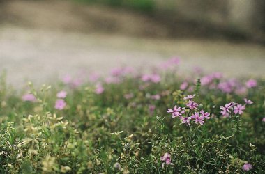 Bahçedeki güzel çiçekler