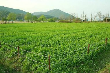 Kırsalda yeşil mısır tarlası