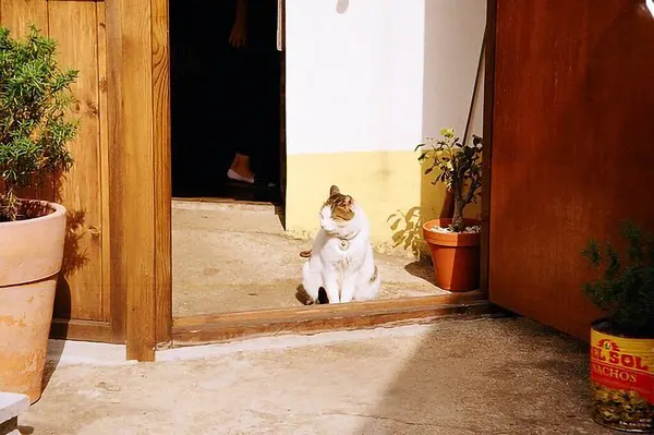 Kedi yerde oturuyor.