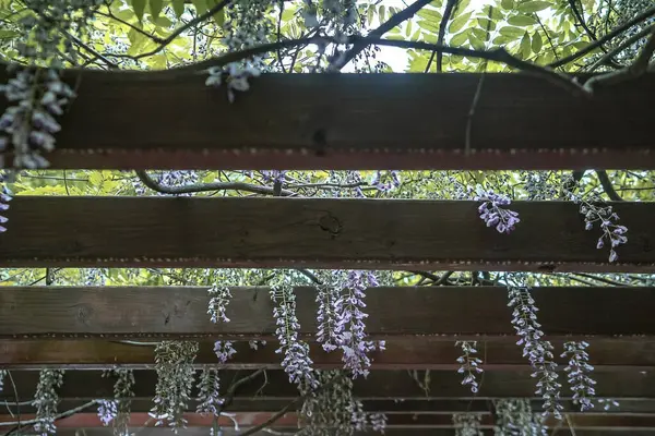 Güzel botanik fotoğrafı, doğal duvar kağıdı.