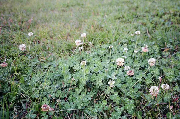 Tarladaki güzel çiçekler