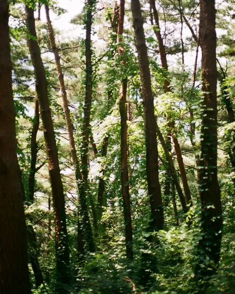 Ormanın güzel manzarası