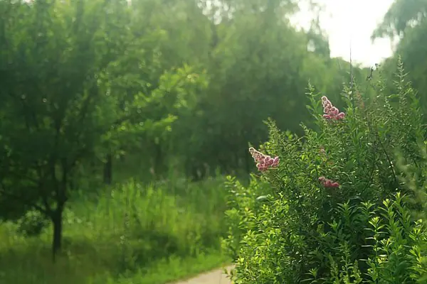 Ormanda yeşil yapraklar