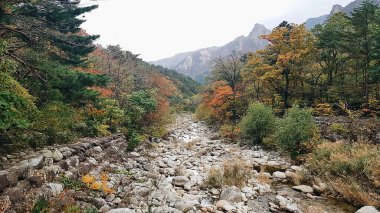 Ağaçlar ve dağlarla dolu güzel sonbahar manzarası