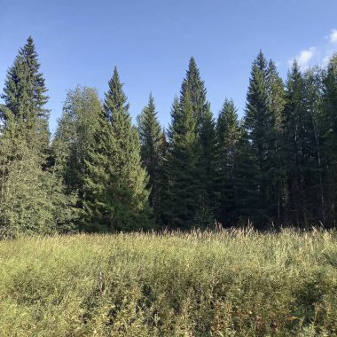 Ağacı ve ormanı olan güzel bir manzara.