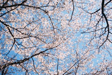 Japonya 'da kiraz çiçekleri, Tokyo