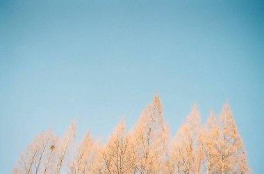 Kar ve ağaçlarla dolu güzel kış manzarası