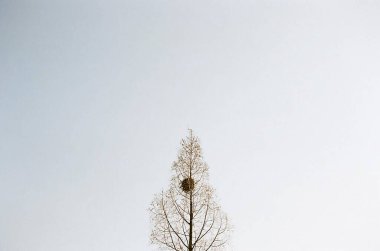 Beyaz arkaplanı olan bir ağaç dalının yakın plan çekimi.