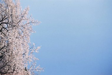Ağaç dalları, doğa bitki örtüsü.