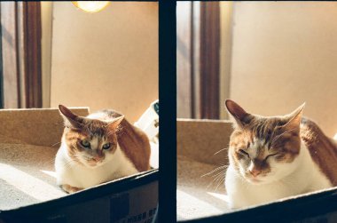 Kedi pencere eşiğinde oturuyor.