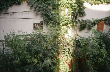 Parkın güzel manzarası