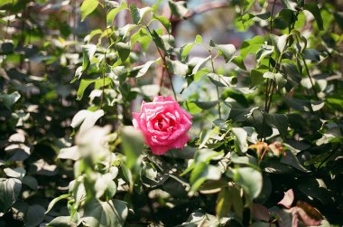 Bahçede kırmızı gül, flora