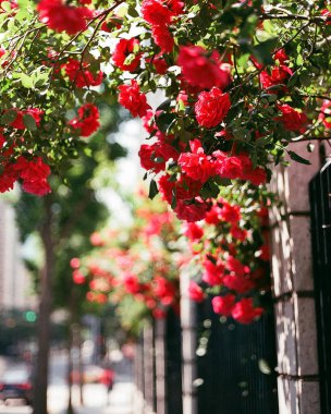 Güzel botanik fotoğrafı, doğal duvar kağıdı.