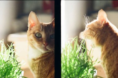 Yeşil çimenli şirin kedi