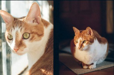 Şirin bir kedinin portresi