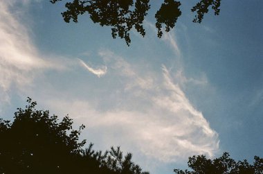 Ormanın güzel manzarası