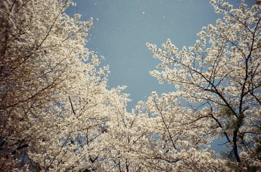 Çiçek açmış kiraz çiçekleri.