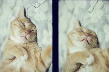 Tatlı kızıl kedi yatakta uyuyor ve dinleniyor..