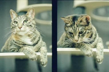 Kedi sokakta oturuyor.