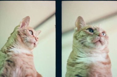 güzel bir kedi yakın