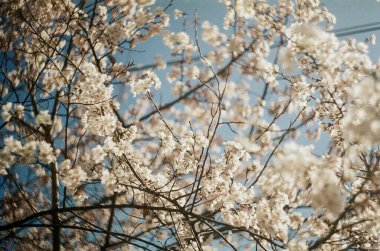 Ormanda güzel bahar çiçekleri