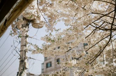 Bahçedeki kiraz çiçekleri