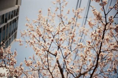 İlkbaharda kiraz çiçeği