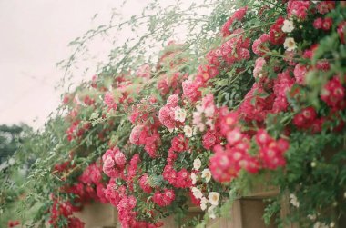 Bahçedeki güzel çiçekler