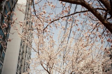 Bahçede güzel bahar çiçekleri