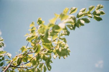 Güzel botanik fotoğrafı, doğal duvar kağıdı.