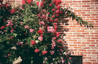 Bahçedeki güzel çiçekler